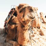 camel resting on dry terrain on sunny day