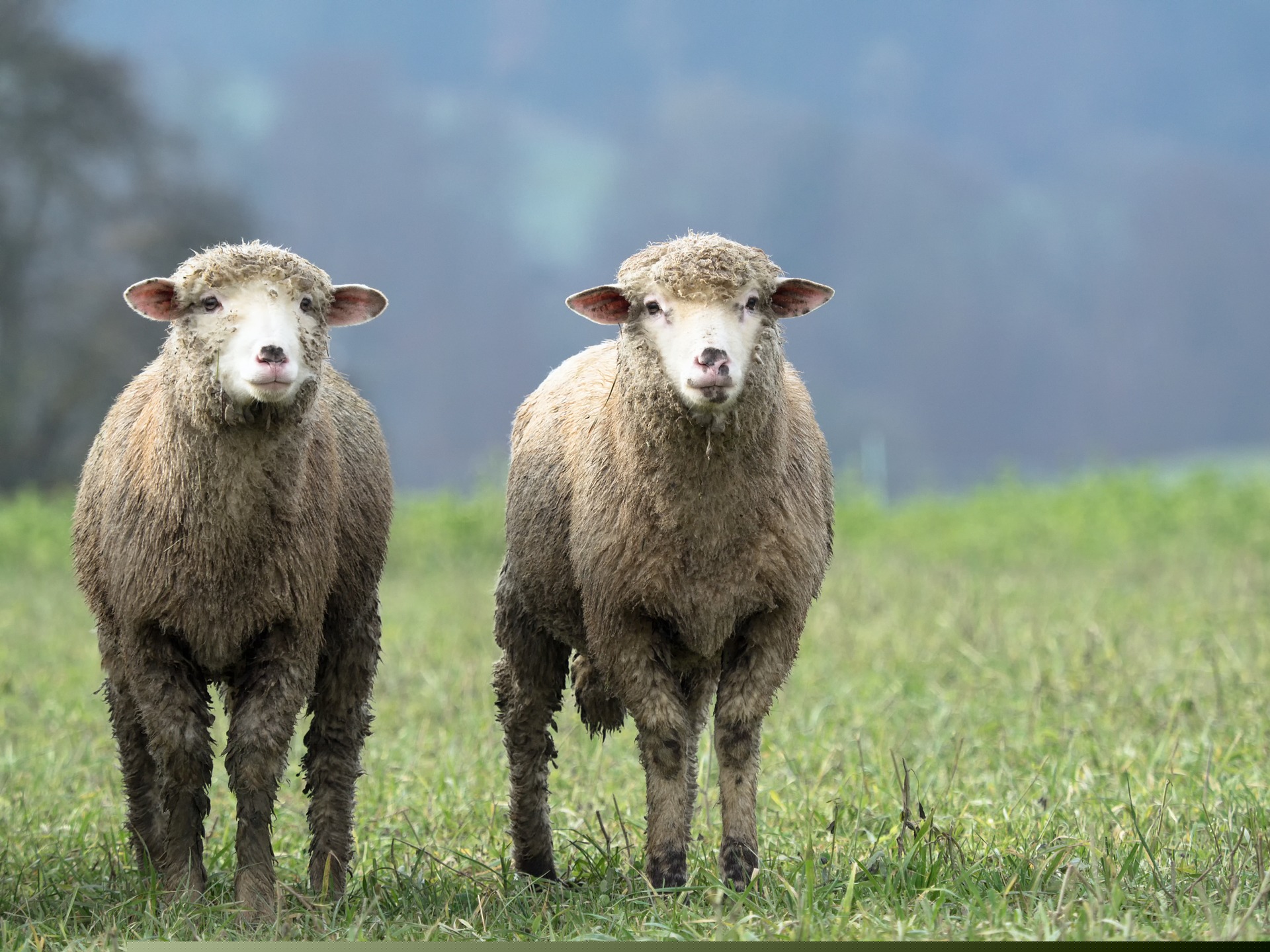 sheep-2784671_1920