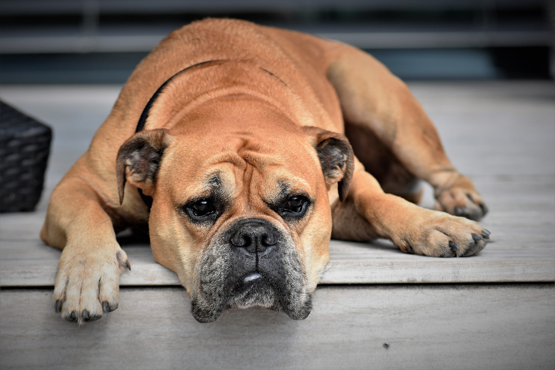 continental-bulldog-2437110_1920