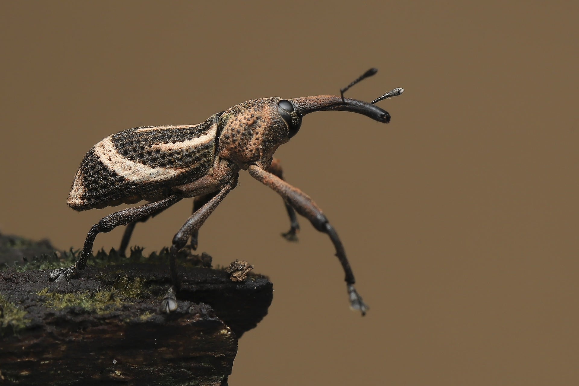 bug-6199670_1920-1