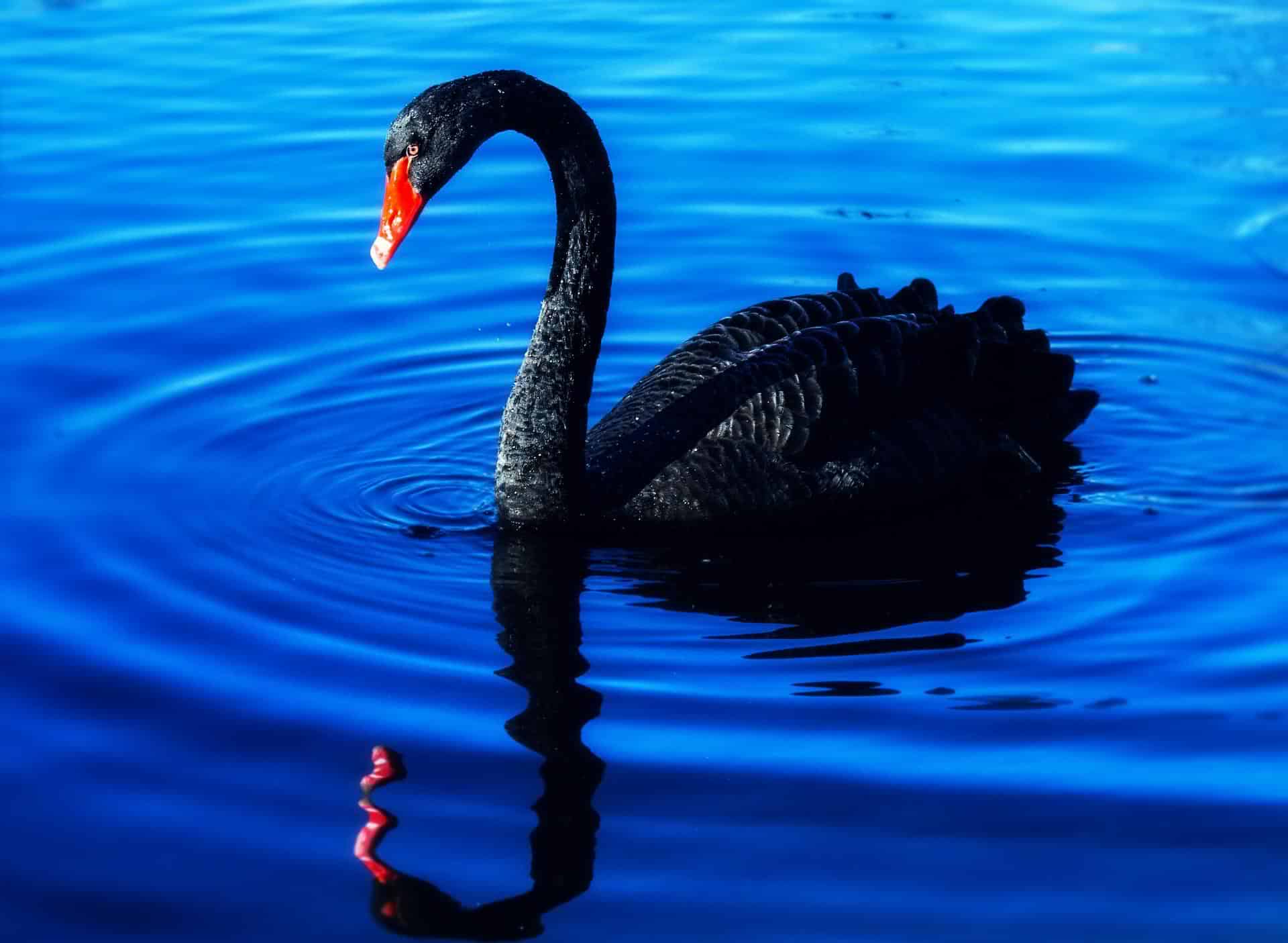 swan-3869076_1920
