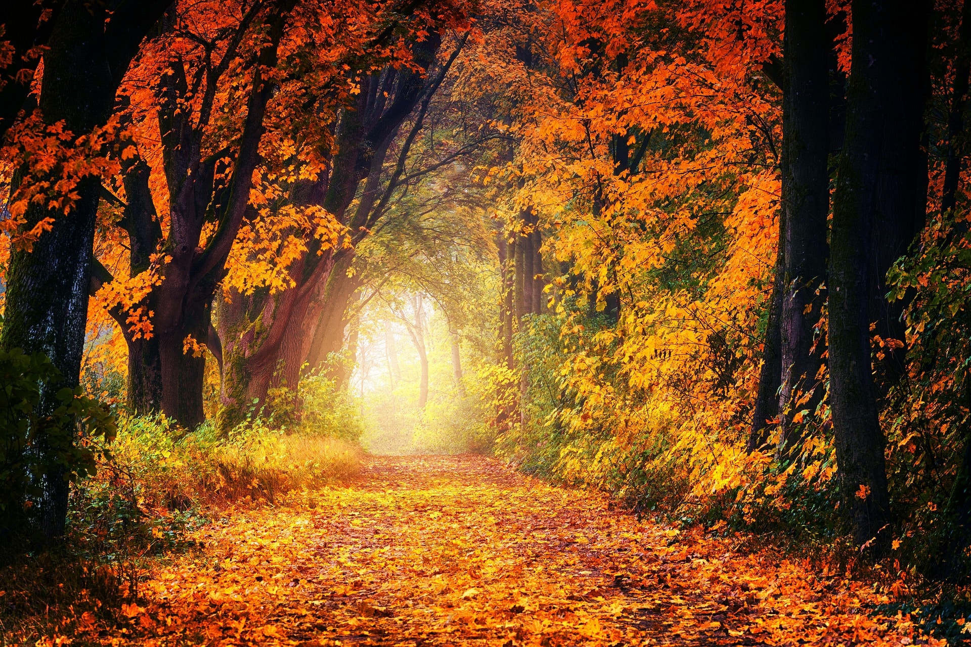 fall-3186876_1920