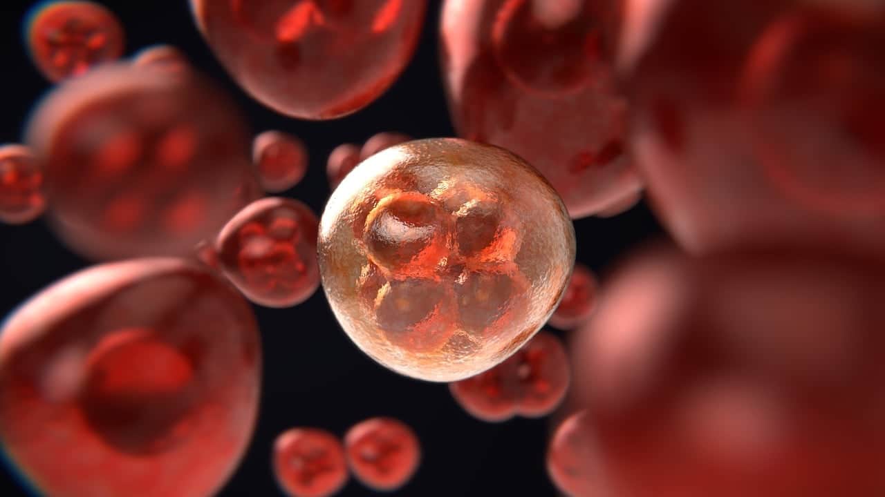 mitosis-3876669_1280