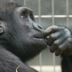 close up photography of black gorilla
